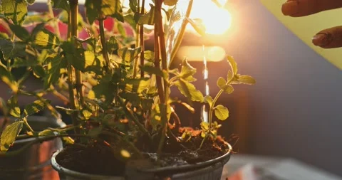 Hands Planting Mint Herbs. SLOW MOTION. Spring Summer Gardening Hobby. Stock Footage 140294960