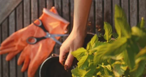 Hands Planting Mint Herbs. SLOW MOTION. Spring Summer Gardening Hobby. Stock Footage 140367384