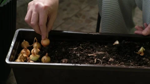 Hands planting onion sets in soil in a container. Видео 332065715
