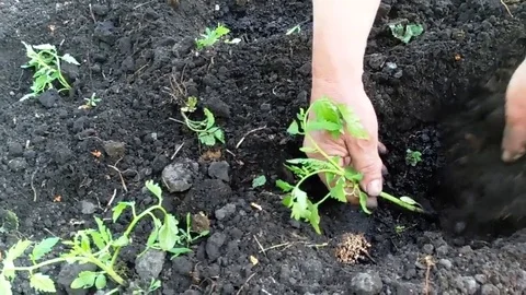Hands planting plant spring Stock Footage 87498732