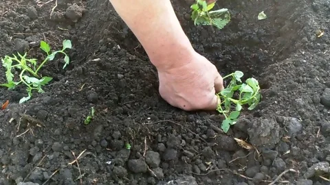 Hands planting plant spring Stock Footage 87498736