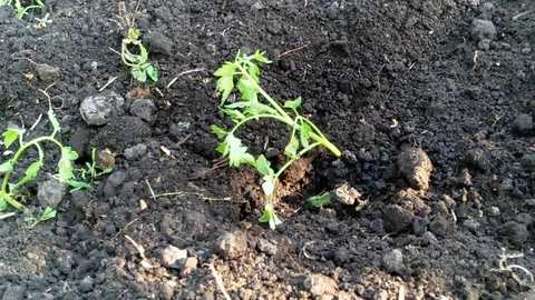 Hands planting plant spring sprinkle Stock Footage 87498758