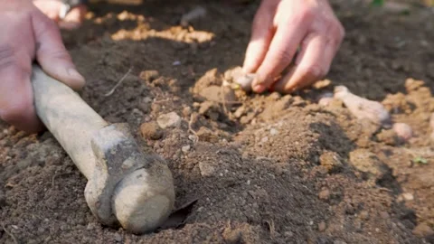 Hands planting sapling in backyard garden soil Stock Footage 333397576