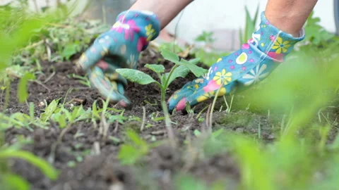 Hands planting a sapling Stock Footage 134450357