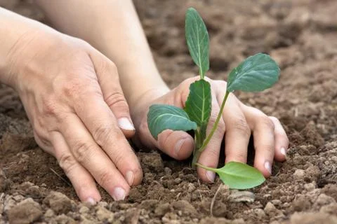 Hands planting seedling of cabbage Stock Photos