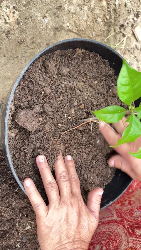 Hands Planting a Small Green Sapling and Pressing Soil in a Black Plastic Pot Stock Footage 346008961