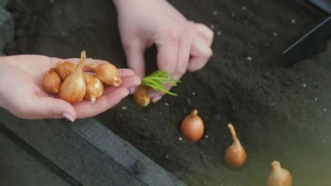 Hands planting small onion sets into dark soil for garden growth Stock Footage 331474707