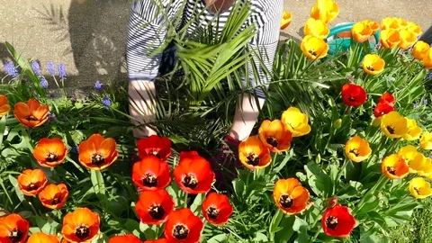 Hands planting a small palm tree among flowers. Vidéo 74187707