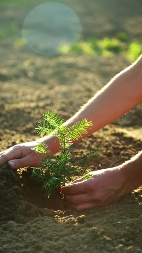 Hands planting small seedling in soil outdoors daylight Stock Footage 317821969