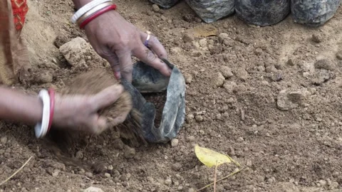 Hands Planting Soil 库存影片 333918262