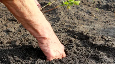 Hands planting a tree Video stock 23171050