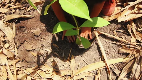 Hands Planting Tree to Soil Stock Footage 136445314