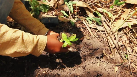 Hands Planting Tree to Soil Stock Footage 136445335