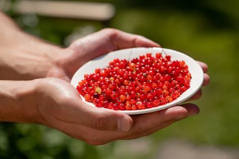 In the hands is a plate with ripe red currants on a green background Stock Photos