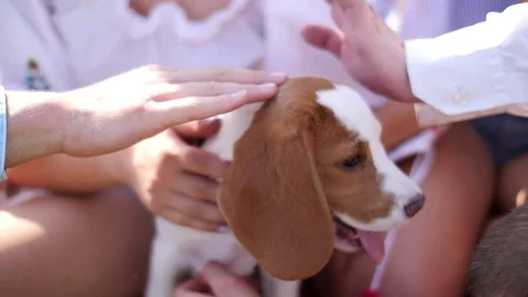 Hands playing gently and stroking a friendly beagle dog Stock Footage 80651734