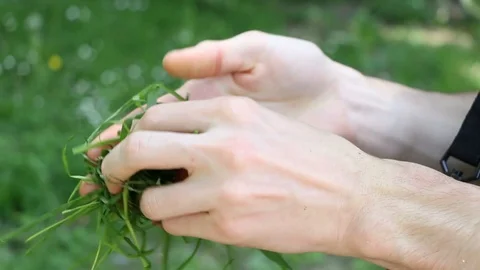 Hands playing with grass Stock Footage 92774329