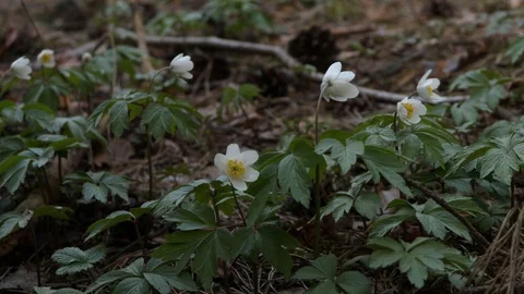 Hands pluck a white flower i Video stock 129054189