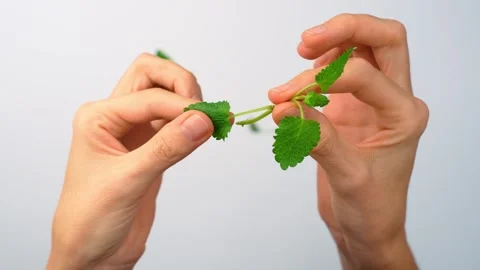 Hands plucking green lemon balm leaves for beverage. Pair of hands separating Stock Footage 342976099