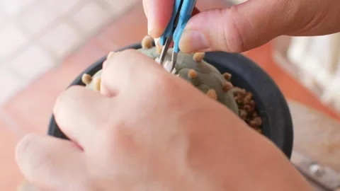 Hands pollinating cactus flower with a brush. Pollination Astrophytum aster.. Stock Footage 266980549