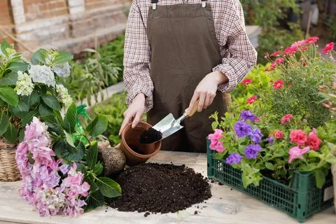 Hands potting hydrangea with soil and trowel during home garden repotting Stock Photos