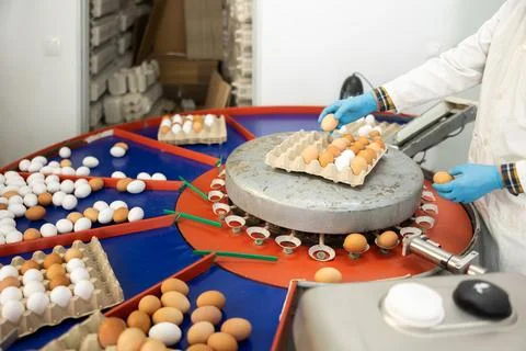 Hands of poultry farm worker sorting eggs and placing into cardboard trays Stock Photos