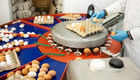 Hands of poultry farm worker sorting eggs and placing into cardboard trays Stock Photos