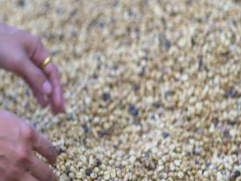 Hands pouring coffee in slow motion Video stock 80882410