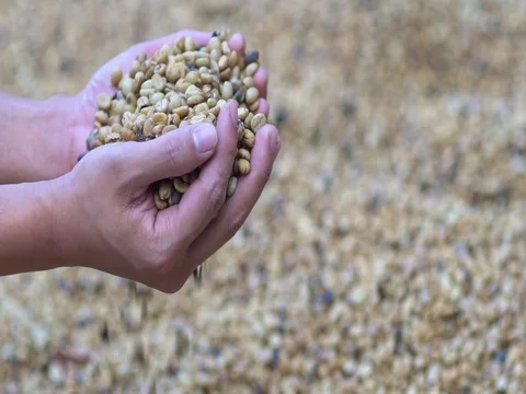 Hands pouring coffee in slow motion Video stock 80882470