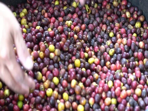 Hands pouring coffee in slow motion Stock Footage 80883448