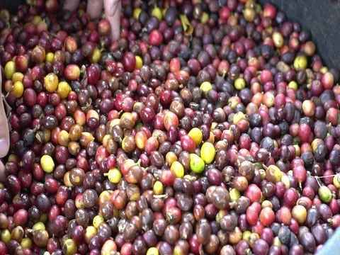 Hands pouring coffee in slow motion Video stock 80883483