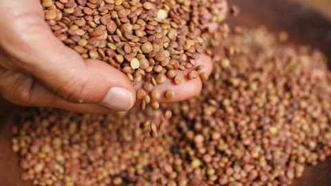 Hands Pouring Lentils, HD Stock Footage 148191696