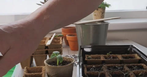 Hands precision-planting young sprouts Stock Footage 333704841