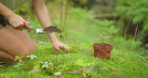 Hands prepare the earth for planting a young pine, nurturing new growth. Soil Stock Footage 274551482
