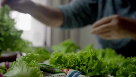 Hands preparing fresh lettuce leaves in home kitchen Stock Footage 318124558