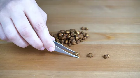 Hands preparing micro dosing of magic truffles with precision tweezers. Stock Footage