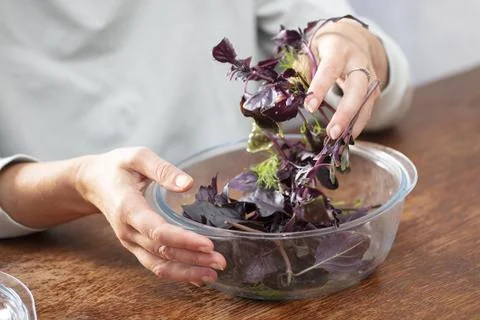 Hands preparing salad. sort out the basil sprigs. Herbs in cooking. Stock Photos