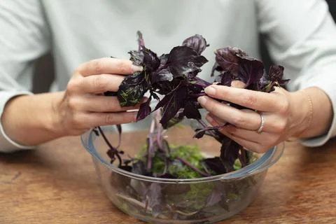 Hands preparing salad. sort out the basil sprigs. Herbs in cooking. Stock Photos