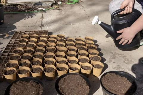 Hands preparing to water an array of seeded peat pots Stock Photos