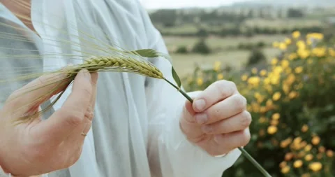 Hands Presenting a Bountiful Harvest of Wheat in a Beautiful Natural Landscape Stock Footage 286179904