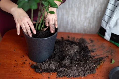 Hands pressing dark soil into a ceramic flower pot for indoor gardening, re.. Stock-Fotos