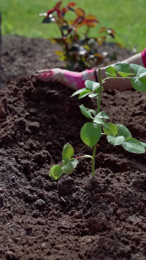 Hands Pressing Soil Around Delicate Rose Stem With Care Video stock 326061652