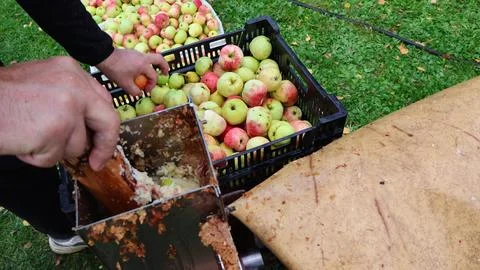 Hands processing fresh apples for juice production Stock Photos