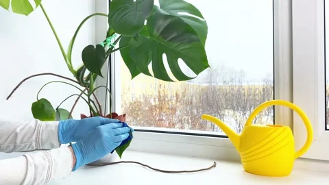 Hands processing potted plant Monstera Stock Footage 167898875