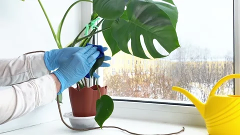 Hands processing potted plant Monstera against diseases Stock Footage 169754676