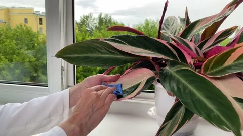 Hands processing potted plant. Stromanthe against diseases, crop pests. Stock Footage 155825783