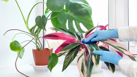 Hands processing potted plant Stromanthe against diseases Stock Footage 168824121