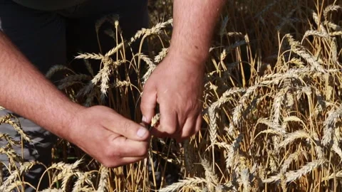 The hands of a professional farmer look at how much the grain harvest has grown Stock-Footage 160540709