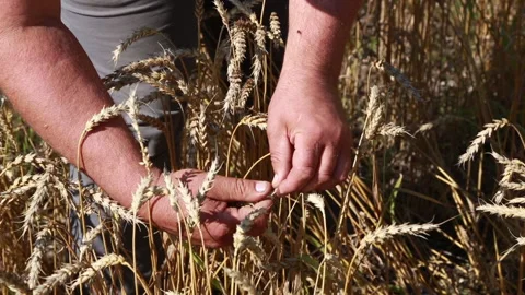 The hands of a professional farmer look at how much the grain harvest has grown Stock-Footage 160540712