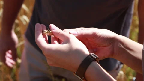 The hands of a professional farmer look at how much the grain harvest has grown Stock-Footage 160540754