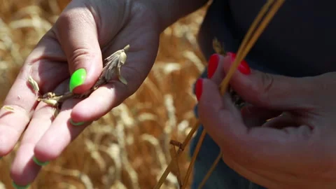 The hands of a professional farmer look at how much the grain harvest has grown 스톡 동영상 160540764